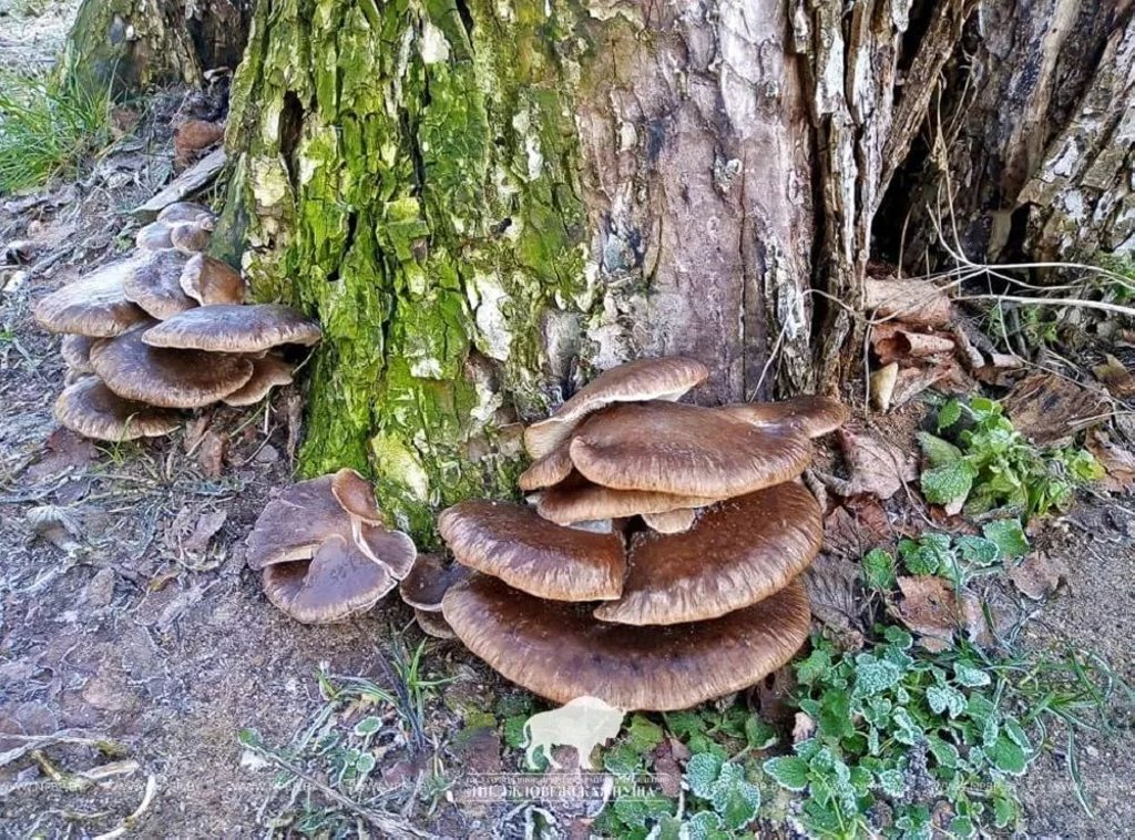 Самые грибные места Беларуси: где искать боровики и лисички