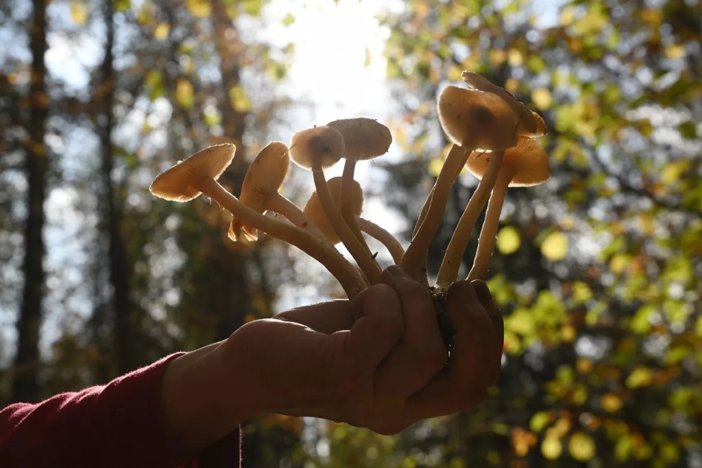 Самые грибные места Беларуси: где искать боровики и лисички