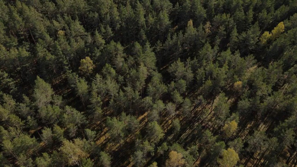 Увидела лапы с когтями и пасть: белорусы рассказали о нападениях медведей