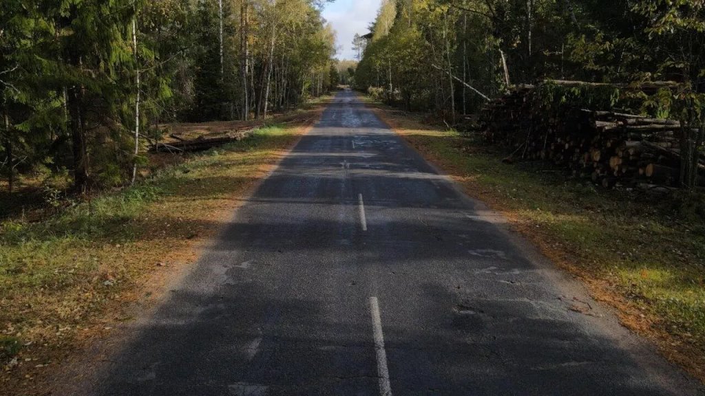 Увидела лапы с когтями и пасть: белорусы рассказали о нападениях медведей