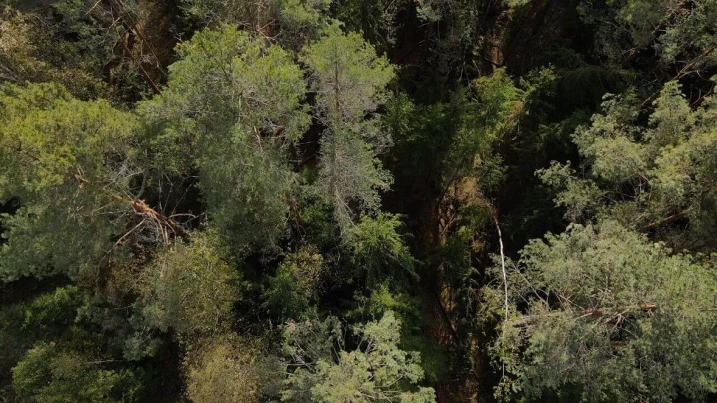 Увидела лапы с когтями и пасть: белорусы рассказали о нападениях медведей