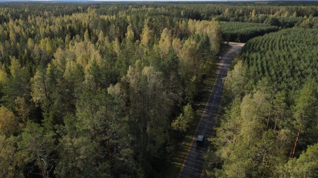 Увидела лапы с когтями и пасть: белорусы рассказали о нападениях медведей