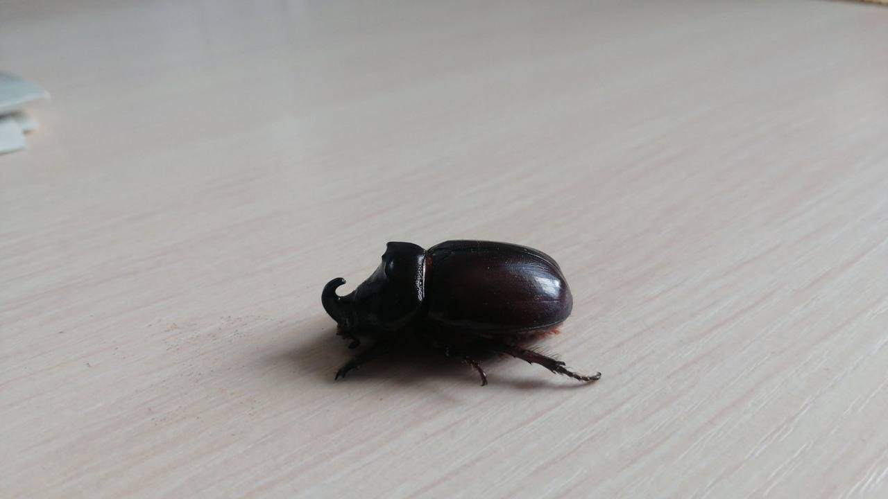 Дрогичинский район. В агрогородке Именин обнаружили жука-носорога