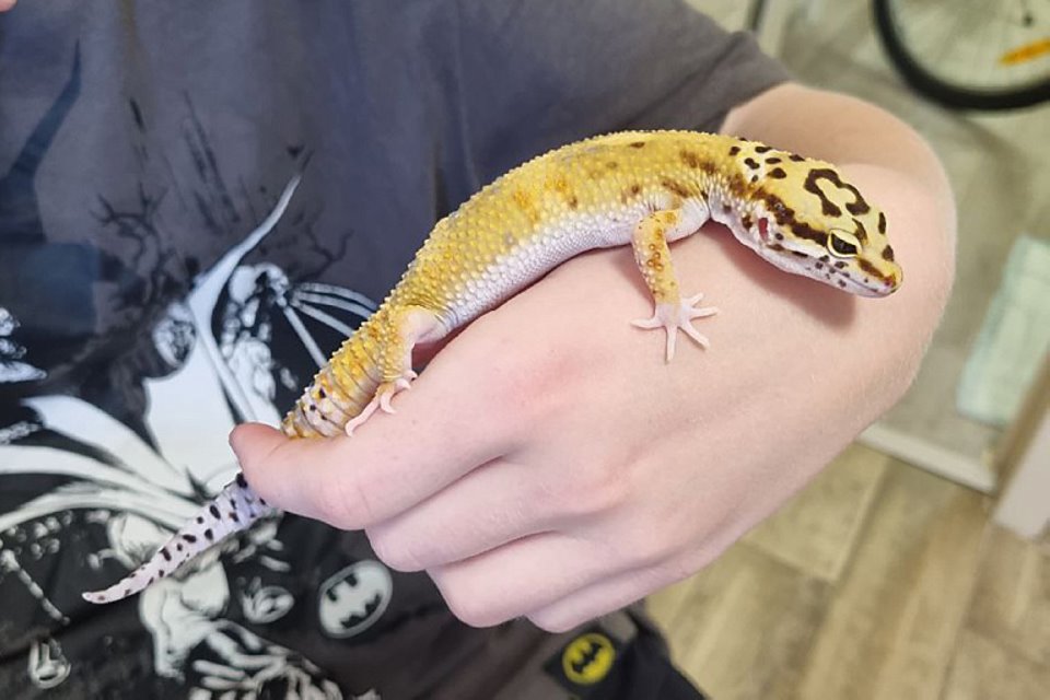 Есть не просит: легко ли содержать ящерицу в минской квартире