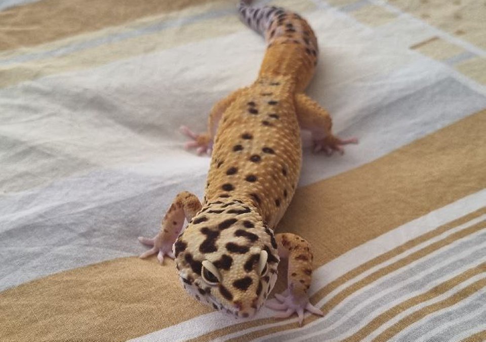 Есть не просит: легко ли содержать ящерицу в минской квартире