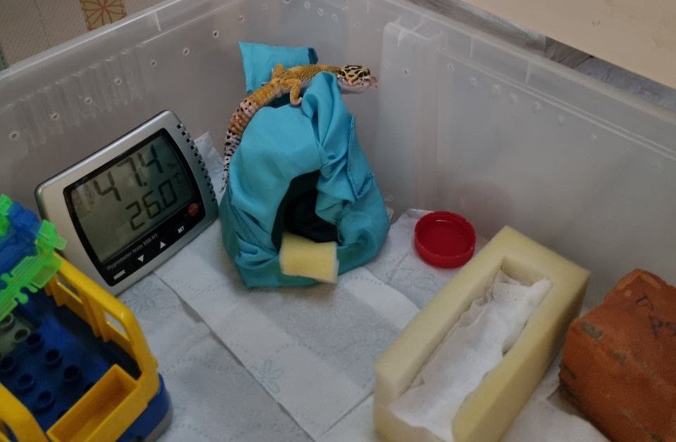 Есть не просит: легко ли содержать ящерицу в минской квартире