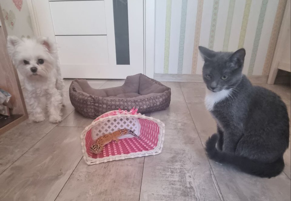 Есть не просит: легко ли содержать ящерицу в минской квартире