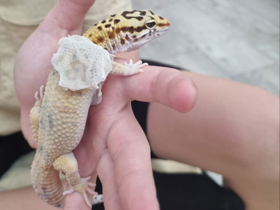 Есть не просит: легко ли содержать ящерицу в минской квартире