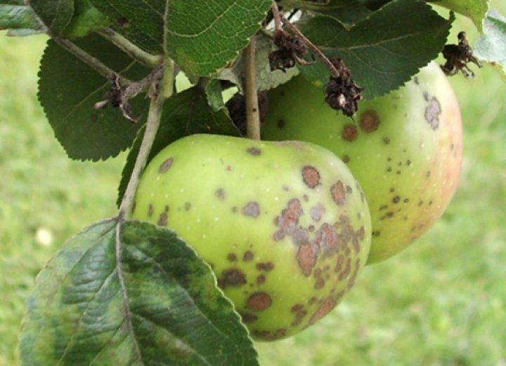 Можно ли есть яблоки с пятнышками? Вот что говорят эксперты