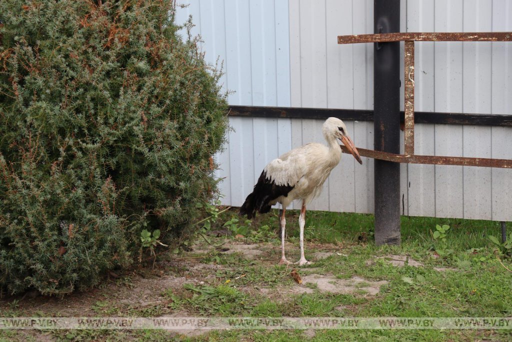 Семья в Пинском районе приютила молодого аиста. Он стал любимцем всей округи