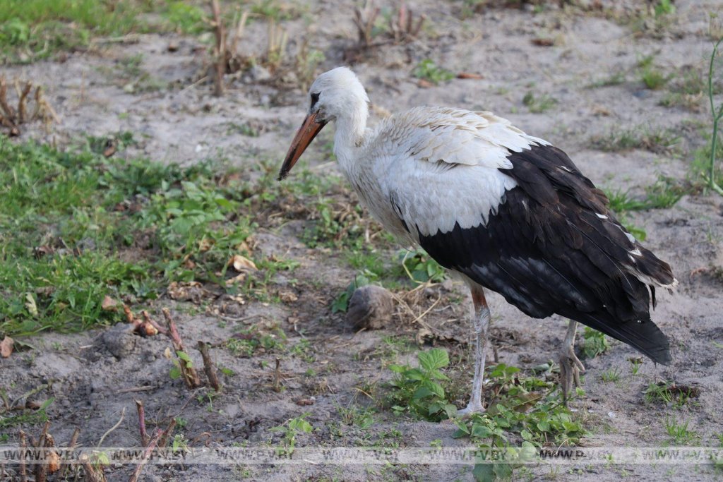 Семья в Пинском районе приютила молодого аиста. Он стал любимцем всей округи