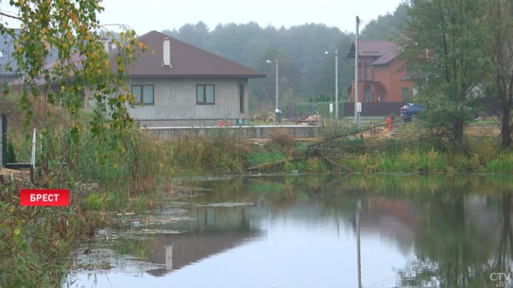 Жители одного из брестских домов забили тревогу. Бобры стали незваным соседями