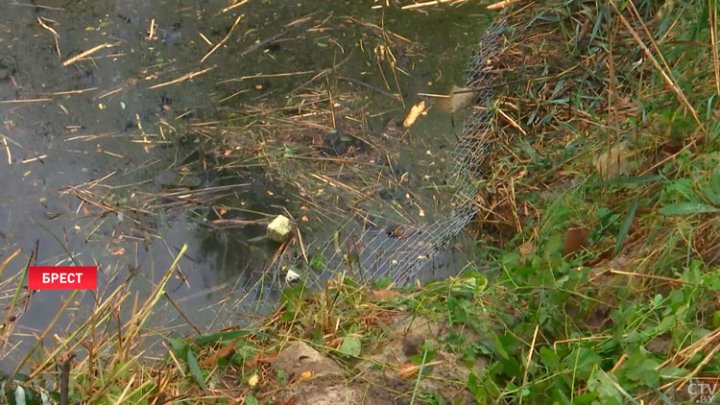 Жители одного из брестских домов забили тревогу. Бобры стали незваным соседями