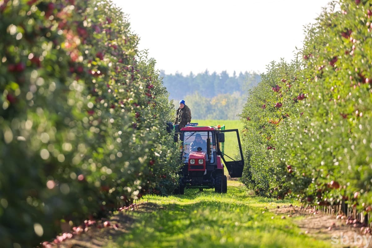 Фермеры Пинского района уверенно осваивают яблочный бизнес