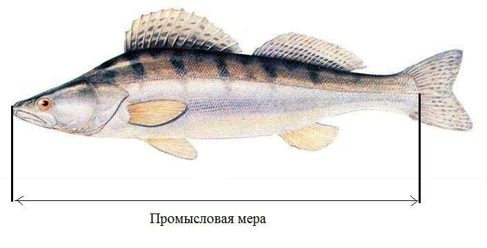 Cом - от 70, щука - от 40. Какого размера можно вылавливать рыбу?