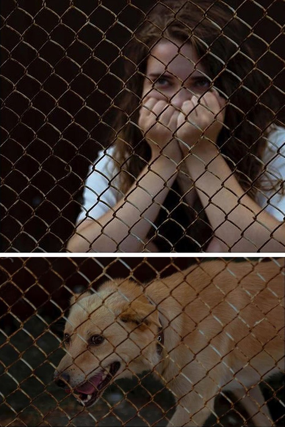 До слез. В Гомеле сняли фото о чувствах бездомных животных