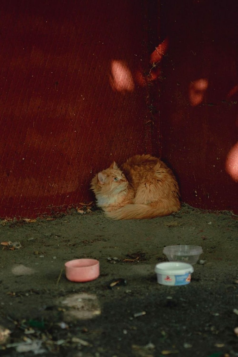 До слез. В Гомеле сняли фото о чувствах бездомных животных