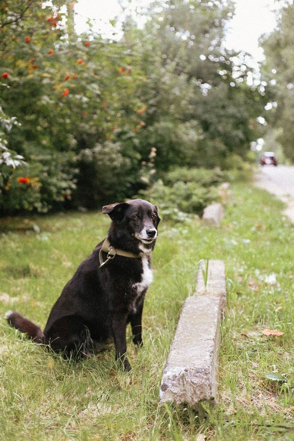 До слез. В Гомеле сняли фото о чувствах бездомных животных