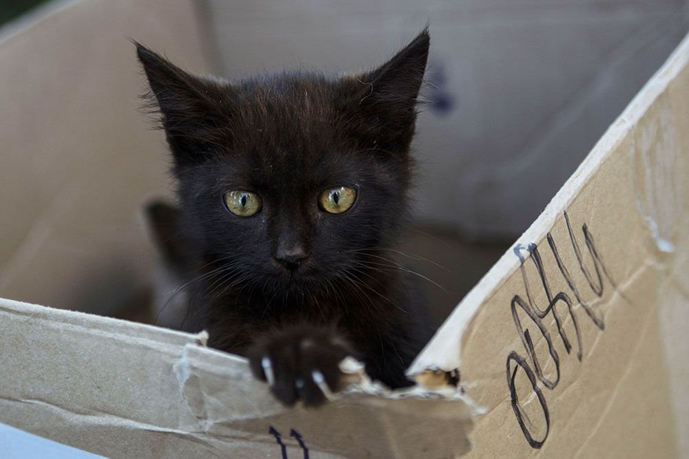 До слез. В Гомеле сняли фото о чувствах бездомных животных