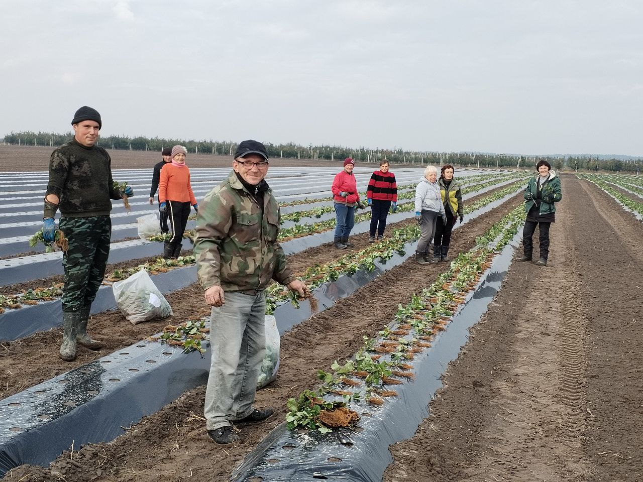 В Пинском районе возобновляют промышленное выращивание клубники