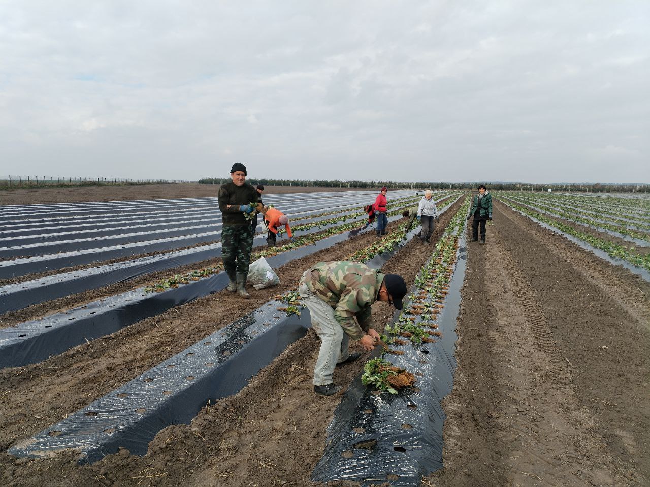 В Пинском районе возобновляют промышленное выращивание клубники