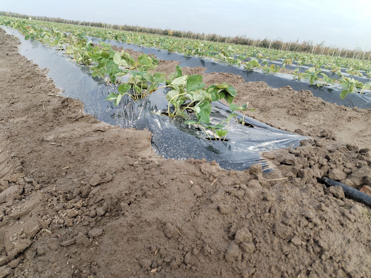 В Пинском районе возобновляют промышленное выращивание клубники