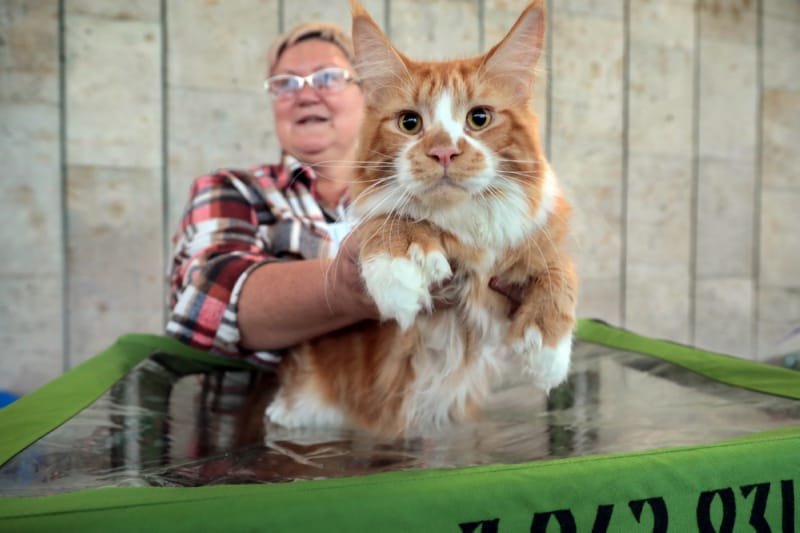 Выставка кошек в Бресте. Познакомился с бамбино, и кто такие полидакты?