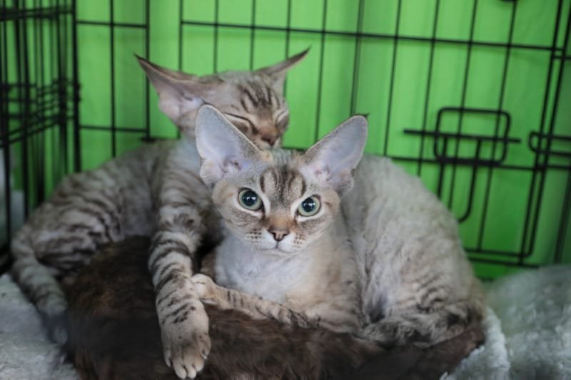 Выставка кошек в Бресте. Познакомился с бамбино, и кто такие полидакты?