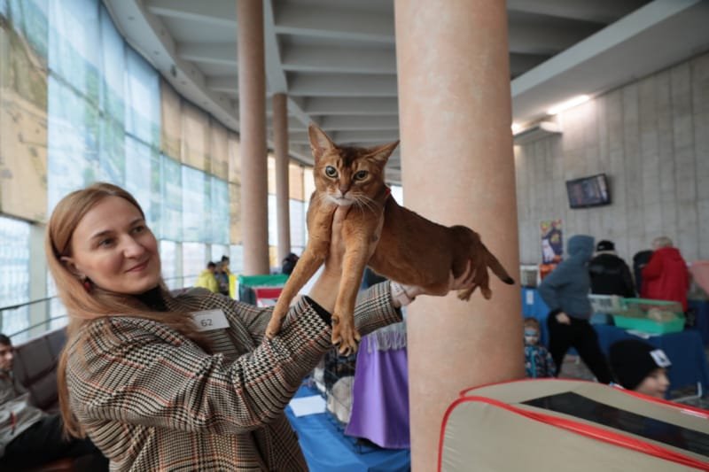 Выставка кошек в Бресте. Познакомился с бамбино, и кто такие полидакты?