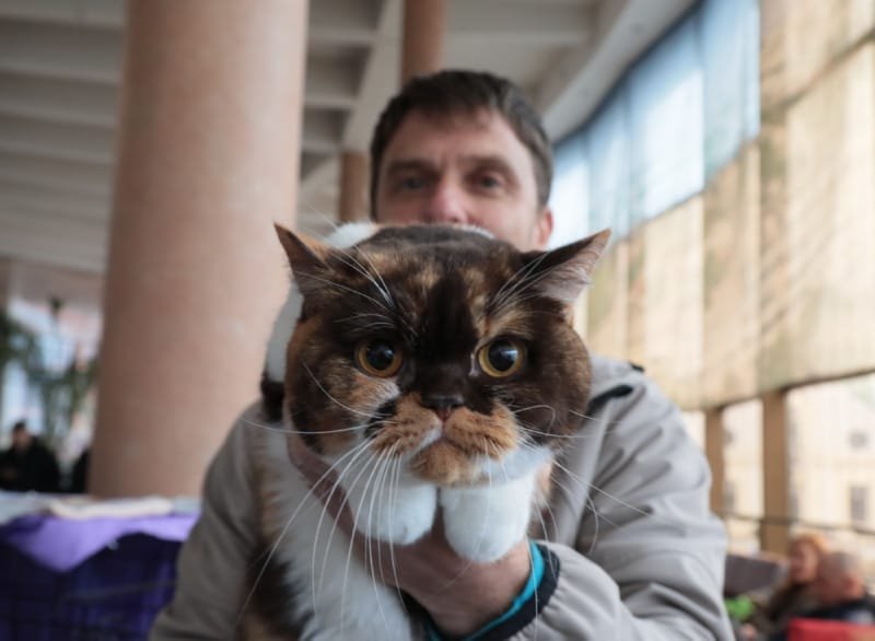 Выставка кошек в Бресте. Познакомился с бамбино, и кто такие полидакты?