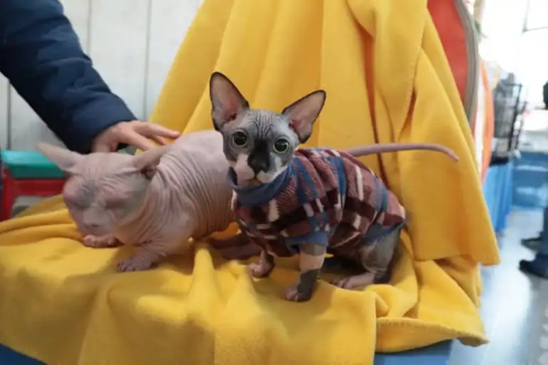 Выставка кошек в Бресте. Познакомился с бамбино, и кто такие полидакты?