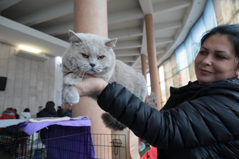 Выставка кошек в Бресте. Познакомился с бамбино, и кто такие полидакты?