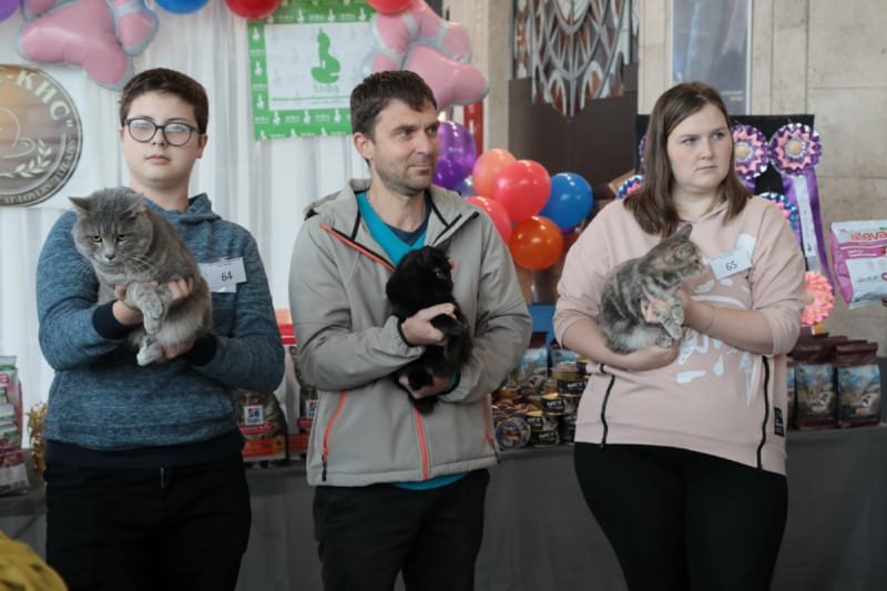 Выставка кошек в Бресте. Познакомился с бамбино, и кто такие полидакты?