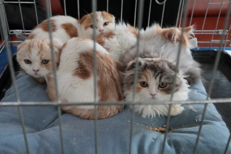 Выставка кошек в Бресте. Познакомился с бамбино, и кто такие полидакты?