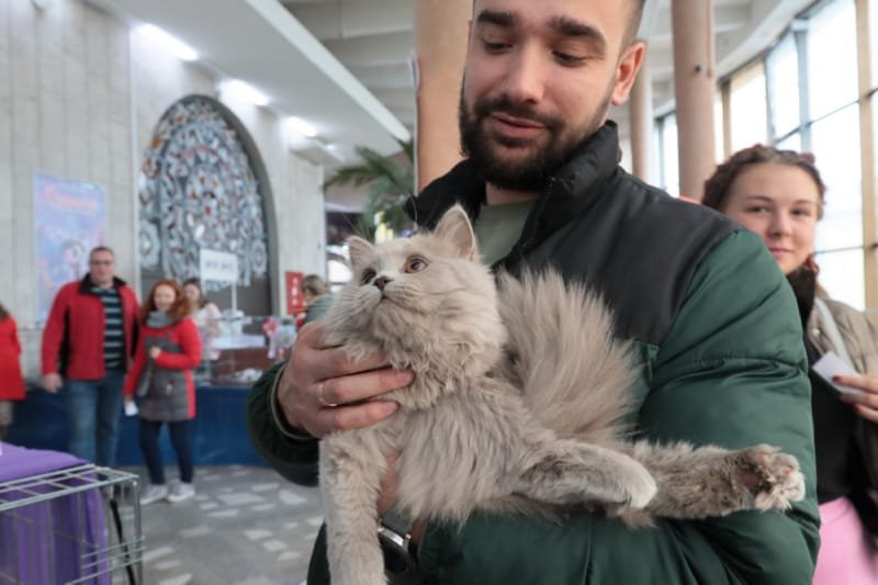 Выставка кошек в Бресте. Познакомился с бамбино, и кто такие полидакты?