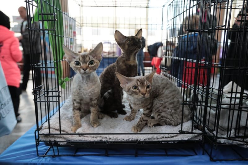 Выставка кошек в Бресте. Познакомился с бамбино, и кто такие полидакты?