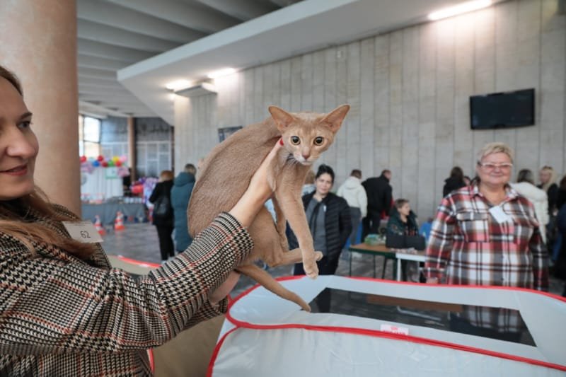 Выставка кошек в Бресте. Познакомился с бамбино, и кто такие полидакты?