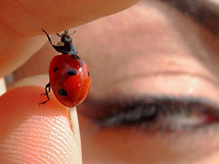 Опасны ли божьи коровки для человека? Спрашивает брестчанин