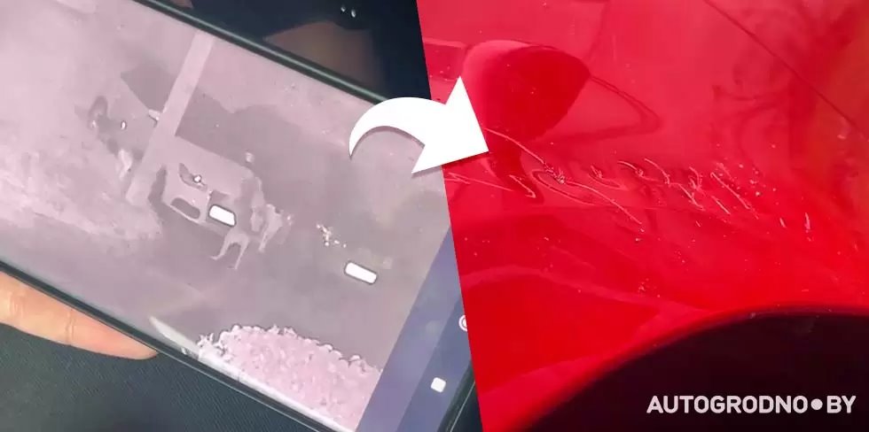 Собаки погрызли автомобиль девушки из Гродно