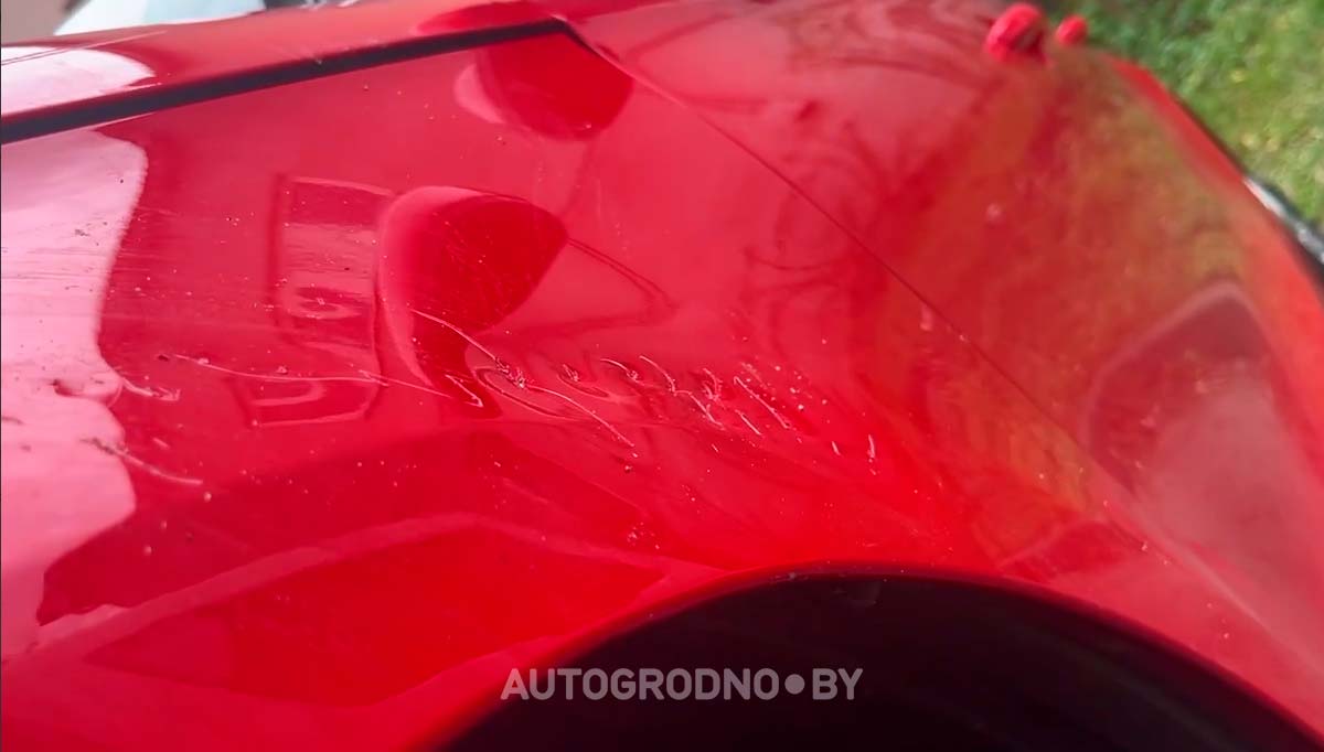 Собаки погрызли автомобиль девушки из Гродно