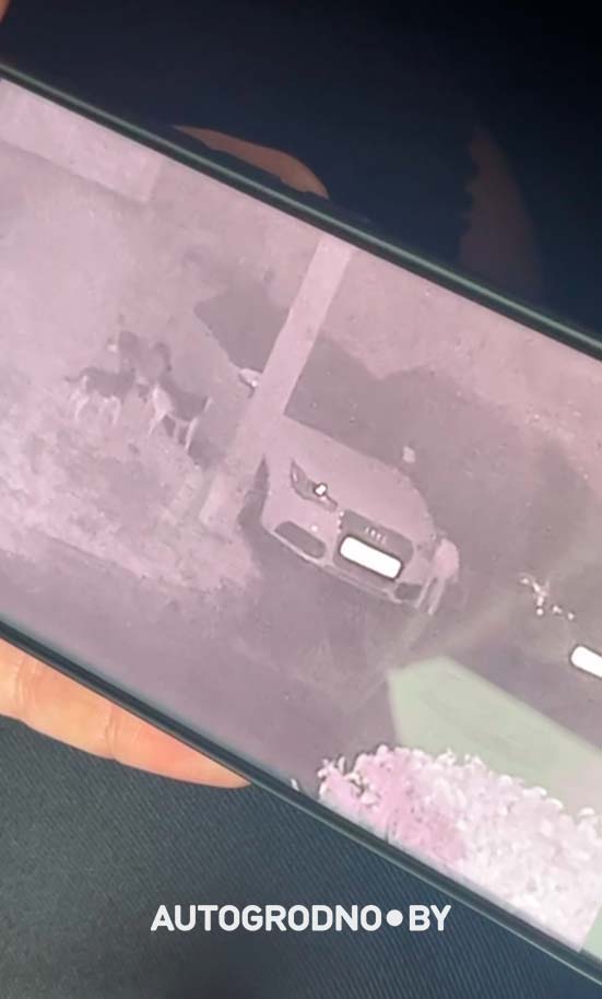 Собаки погрызли автомобиль девушки из Гродно