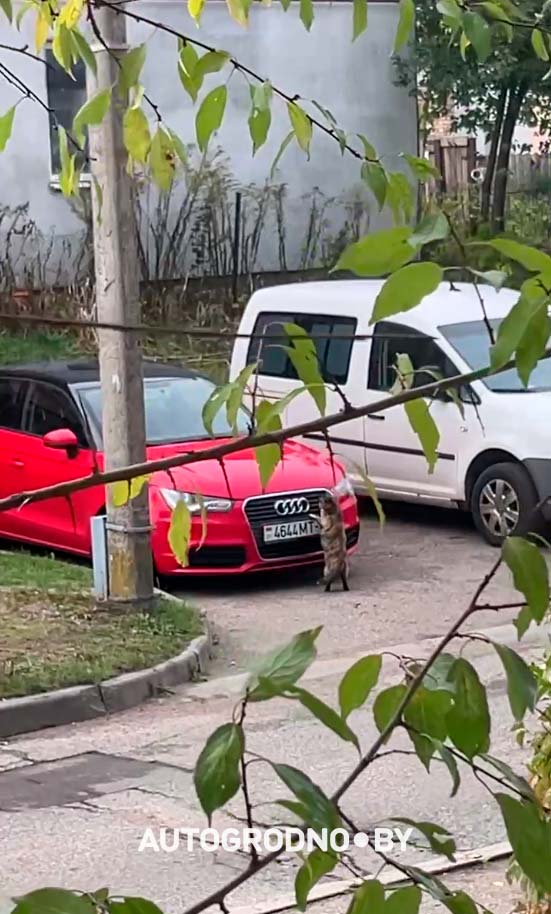 Собаки погрызли автомобиль девушки из Гродно