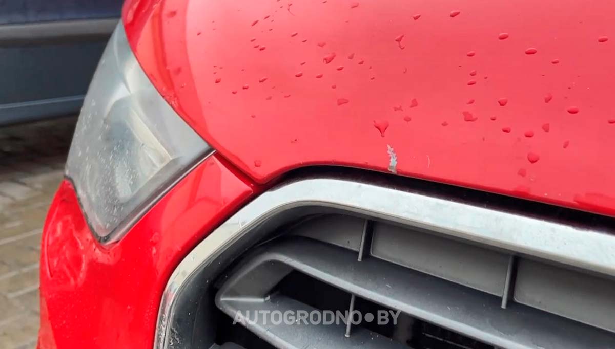 Собаки погрызли автомобиль девушки из Гродно