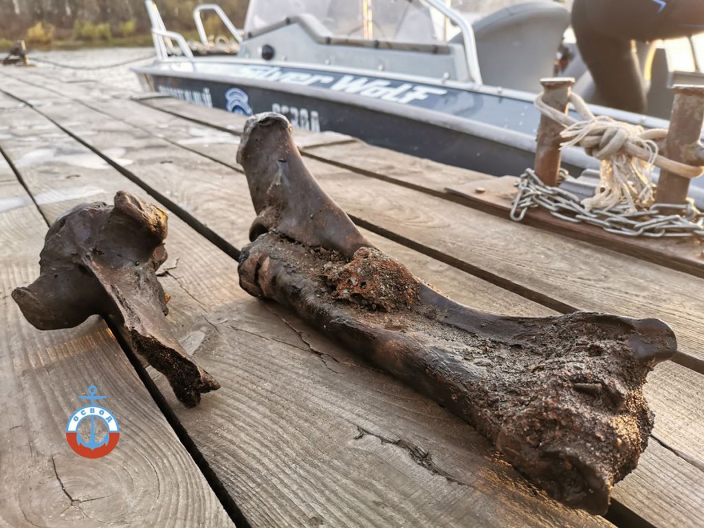 В Гомеле водолазы ОСВОД нашли кости бизона
