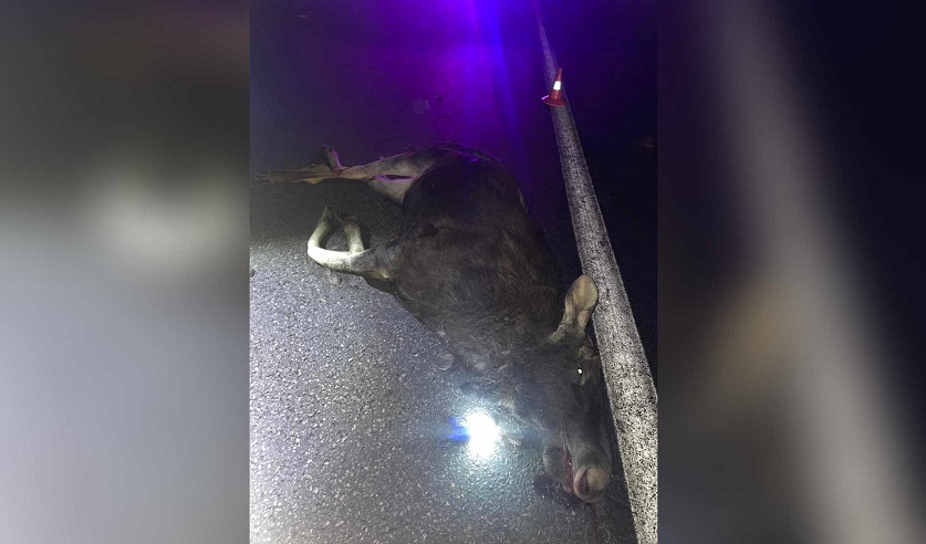 Погиб водитель и годовалый ребенок. Подробности смертельного ДТП в Минском районе