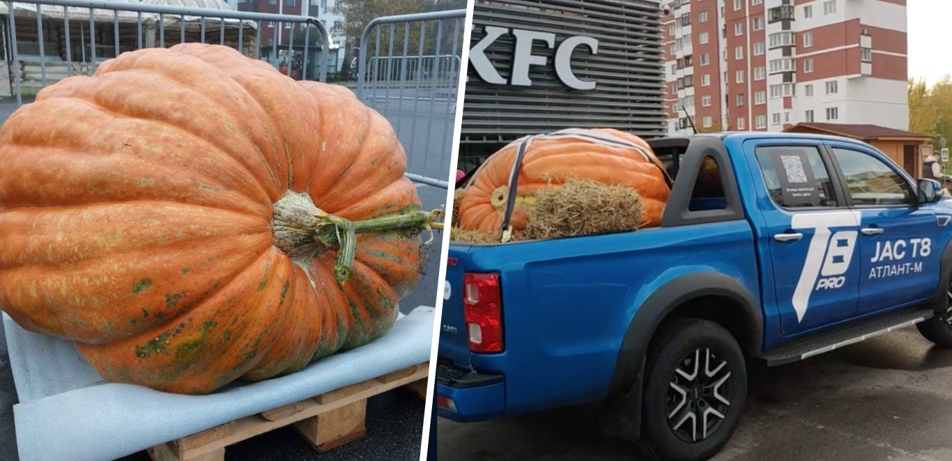 Знаменитую тыкву-«малютку» везут в Минск. Узнали, что с ней будет дальше