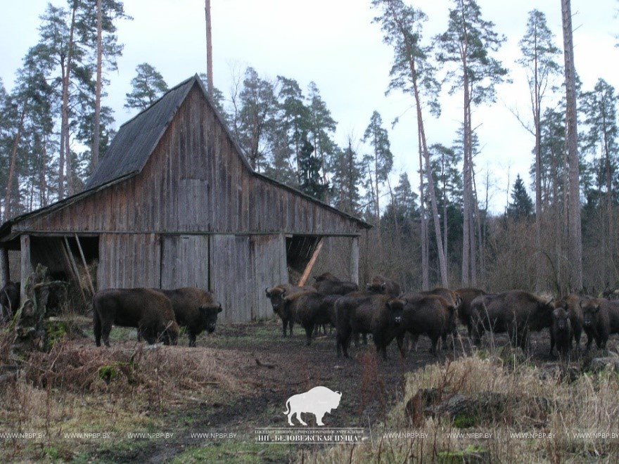 Почти все беловежские зубры вышли из лесных массивов