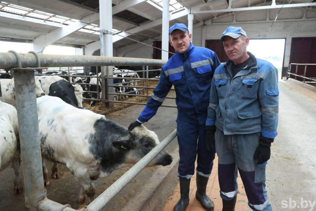 В Ивацевичском районе одними из первых провели эксперимент: получили и растят бычков голубого окраса