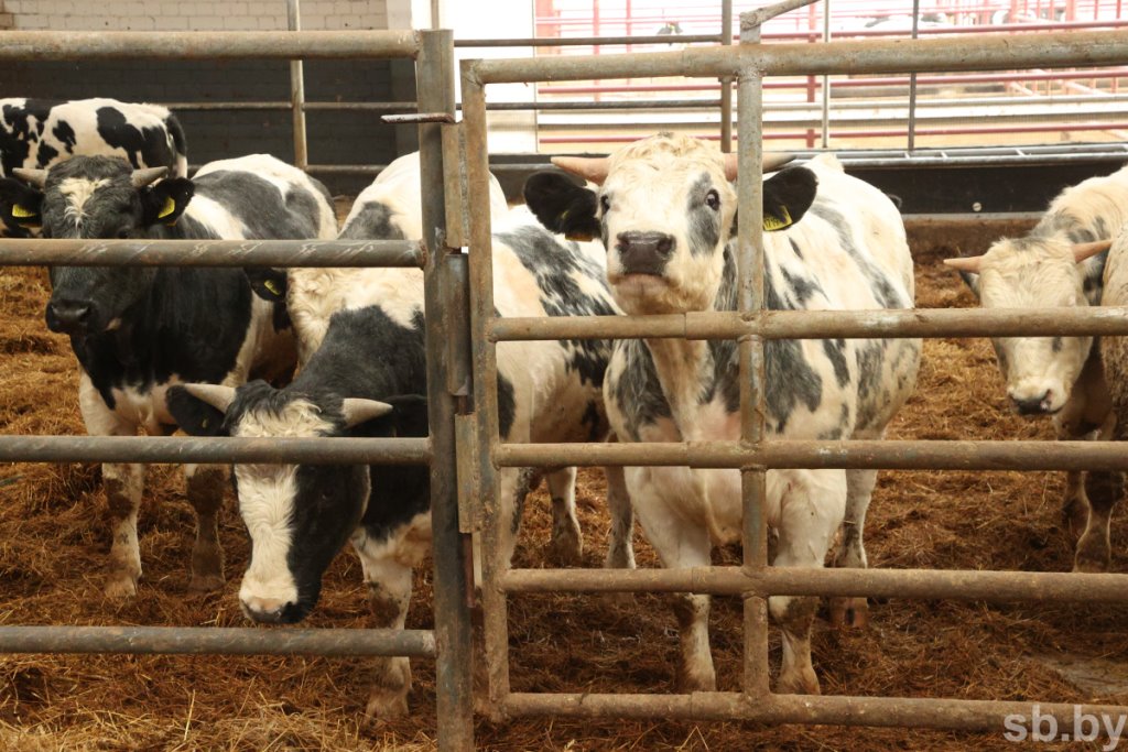 В Ивацевичском районе одними из первых провели эксперимент: получили и растят бычков голубого окраса
