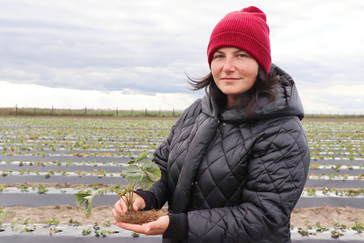 Как посадить клубнику и получить высокий урожай? Агроном-садовод из Пинского района дала советы